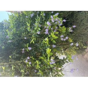 鳥語花香